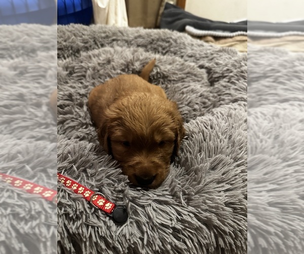 Medium Photo #4 Golden Retriever Puppy For Sale in ELIZABETH CITY, NC, USA
