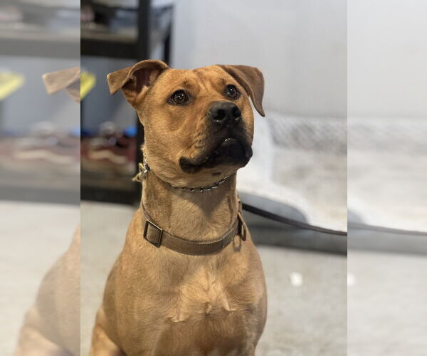 Medium Photo #3 Mutt Puppy For Sale in Dana Point, CA, USA