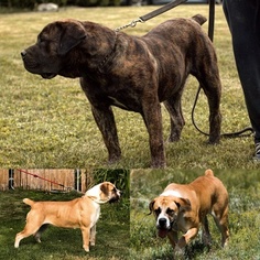 Boerboel Puppy for sale in CLEARFIELD, UT, USA
