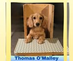 Small Photo #7 Dachshund Puppy For Sale in San Antonio, TX, USA