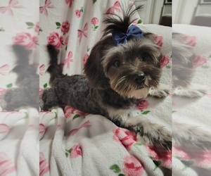 Chi-Poo (Miniature)-ShiChi Mix Dog for Adoption in SAN ANTONIO, Texas USA