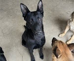 Small Photo #1 Belgian Malinois Puppy For Sale in HOMELAND, CA, USA