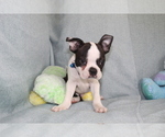 Small Photo #9 Boston Terrier Puppy For Sale in BROOKSVILLE, FL, USA