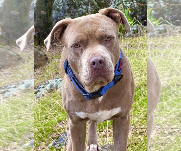 Medium Photo #2 American Staffordshire Terrier Puppy For Sale in Berkeley, CA, USA