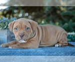 Small #1 American Bully