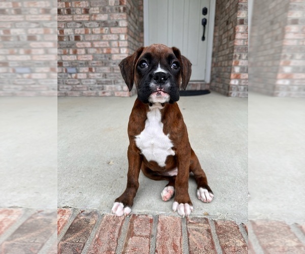 Medium Photo #5 Boxer Puppy For Sale in GREENFIELD, IN, USA