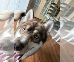 Father of the Siberian Husky puppies born on 06/15/2025