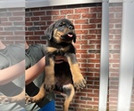 Small #6 Rottweiler