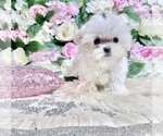 Small Photo #36 Maltese Puppy For Sale in HAYWARD, CA, USA