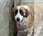 Small Photo #2 Saint Bernard-Unknown Mix Puppy For Sale in Tabernash, CO, USA