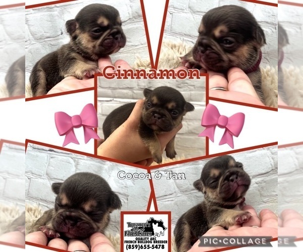 Medium Photo #1 French Bulldog Puppy For Sale in DE MOSSVILLE, KY, USA