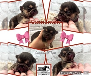 French Bulldog Puppy for sale in DE MOSSVILLE, KY, USA