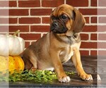 Small Photo #4 Puggle Puppy For Sale in RICHLAND, PA, USA