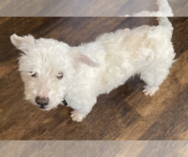 Medium Photo #10 Bichon Frise-Unknown Mix Puppy For Sale in Rootstown, OH, USA