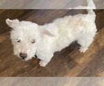Small #9 Bichon Frise Mix