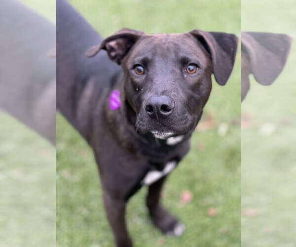 Medium Photo #5 American Pit Bull Terrier-Unknown Mix Puppy For Sale in Minneapolis, MN, USA