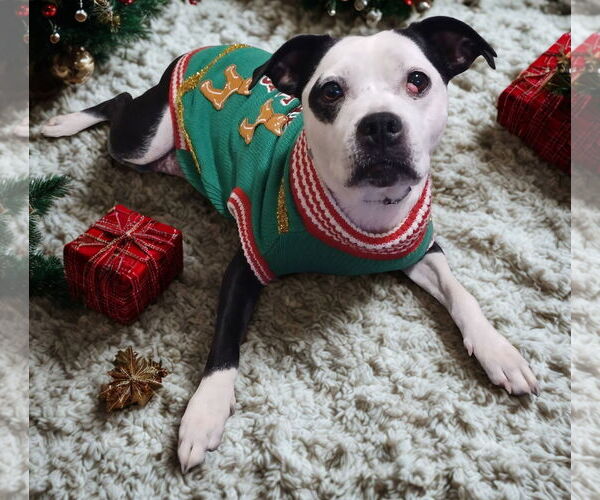 Medium Photo #2 Mutt Puppy For Sale in Martinsburg, WV, USA