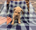 Small #6 Dalmatian