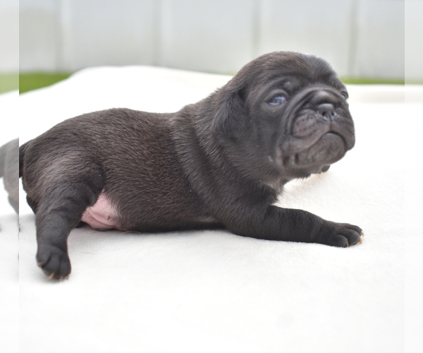 Medium Photo #5 Pug Puppy For Sale in PALM COAST, FL, USA