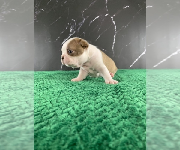 Medium Photo #18 Boston Terrier Puppy For Sale in TULARE, CA, USA