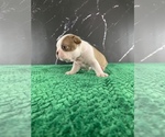 Small Photo #125 Boston Terrier Puppy For Sale in TULARE, CA, USA