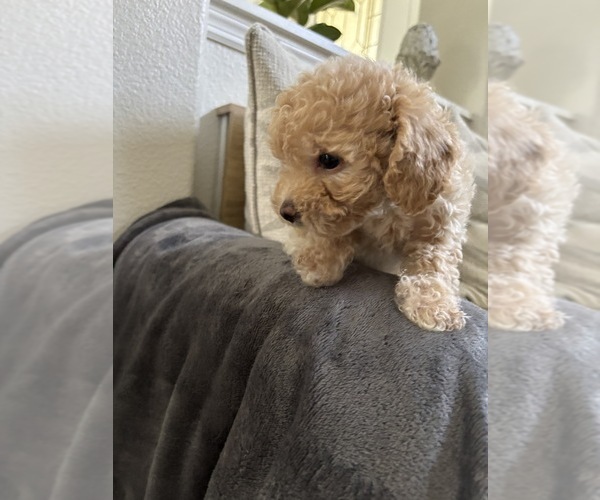 Medium Photo #28 Bichpoo Puppy For Sale in NORTH PORT, FL, USA