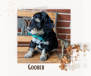 Aussiedoodle Miniature Puppy for sale in ORRVILLE, OH, USA