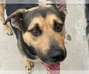 Mutt Dogs for adoption in Tulsa, OK, USA