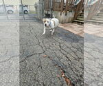 Small #1 American Staffordshire Terrier