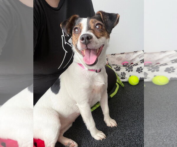 Medium Photo #3 Jack Russell Terrier Puppy For Sale in Pierceton , IN, USA