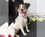 Small #2 Jack Russell Terrier