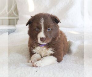 Border Collie Puppy for sale in KINZERS, PA, USA