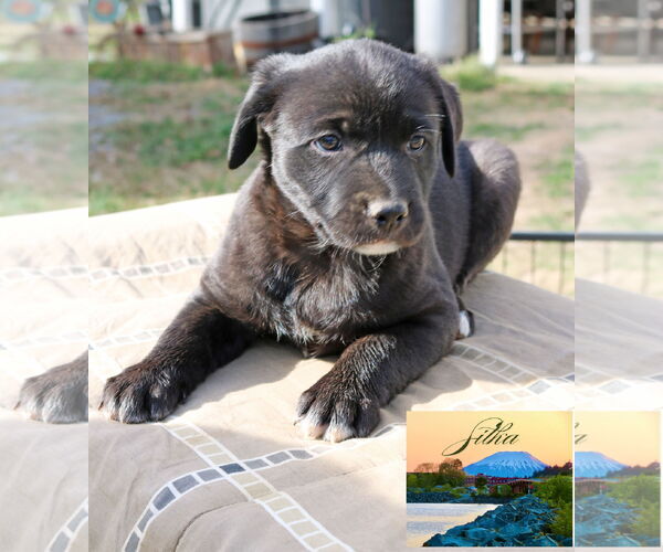 Medium Photo #18 Borador Puppy For Sale in Wakefield, RI, USA