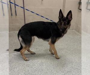 German Shepherd Dog-Unknown Mix Dogs for adoption in Conroe, TX, USA