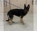 Small German Shepherd Dog Mix
