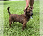 Small #2 Dachshund