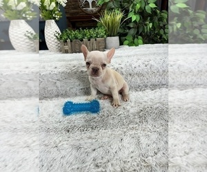 French Bulldog Puppy for sale in GREENFIELD, IN, USA