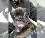 Small Photo #10 French Bulldog Puppy For Sale in KENDALL, FL, USA
