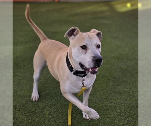 Medium Photo #2 Mastador Puppy For Sale in Las Vegas, NV, USA