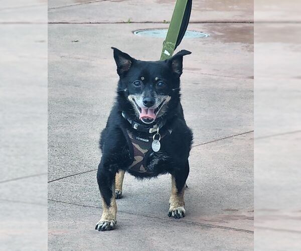 Medium Photo #7 Dachshund-Unknown Mix Puppy For Sale in Chino Hills, CA, USA
