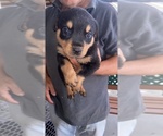 Small Photo #5 Rottweiler Puppy For Sale in COMPTON, CA, USA