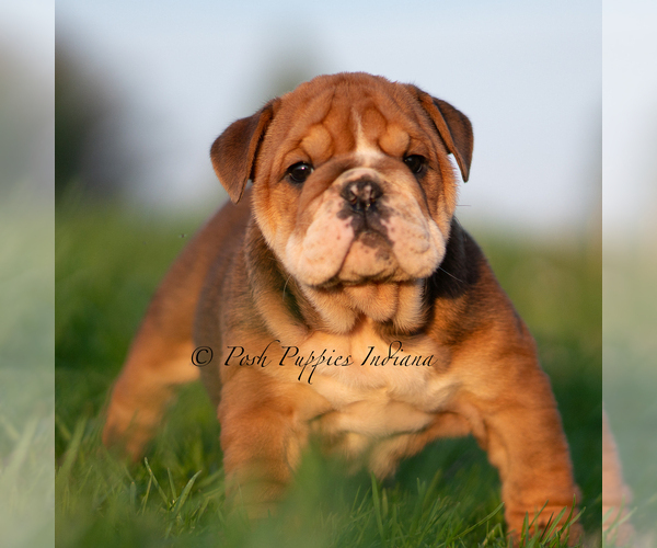Medium Photo #49 English Bulldog Puppy For Sale in WARSAW, IN, USA
