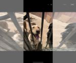 Small Photo #1 Golden Labrador Puppy For Sale in SAN BERNARDINO, CA, USA