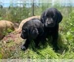 Small Photo #2 Golden Labrador Puppy For Sale in PEYTON, CO, USA