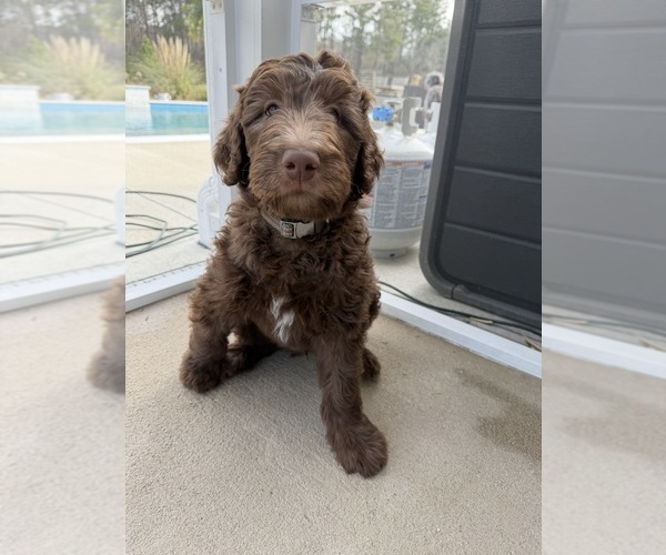 Medium Photo #5 Labradoodle Puppy For Sale in HUGER, SC, USA