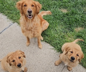 Golden Retriever Puppy for sale in EARLHAM, IA, USA