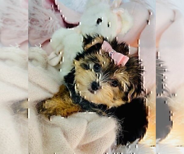 Medium Photo #13 Morkie Puppy For Sale in MIAMI BEACH, FL, USA