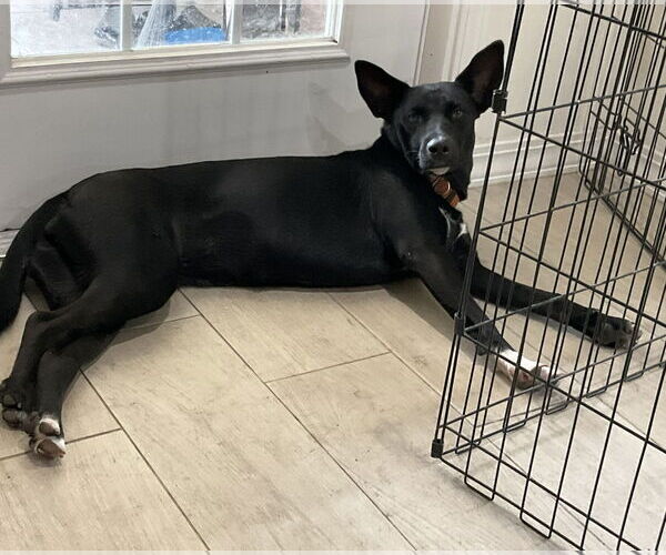 Medium Photo #17 Mutt Puppy For Sale in Palatka, FL, USA