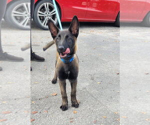 Omen  - Located in FL - Female Mutt Dog for Adoption - Photo #2