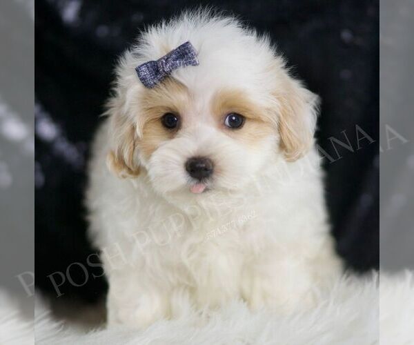 Medium Photo #4 Maltipoo Puppy For Sale in WARSAW, IN, USA